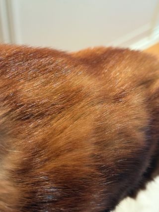 Elegante chaqueta vintage de pelo