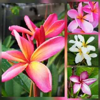 Talea Kauka Wilder +3 colori diversi