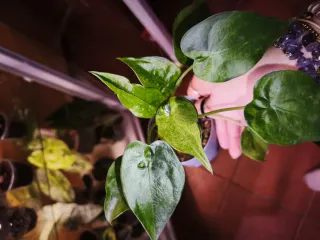 Alocasia Cucullata Mint
