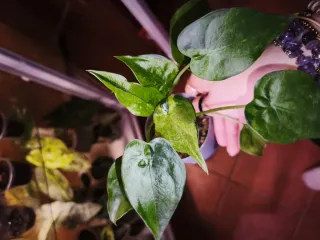 Alocasia Cucullata Mint
