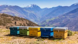 Recojo Cajas de colmenas, usadas, viejas, antiguas