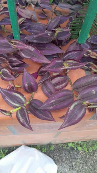 2 Talee di Tradescantia con foglie viola rosa verd
