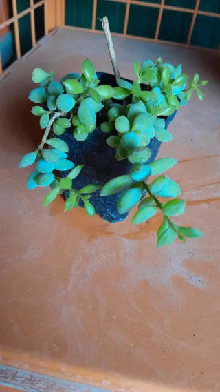 Pianta fiorita pendente: cotelydon pendens.