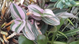 2 talee Tradescantia Zebrina variegata