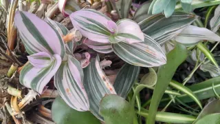 2 talee Tradescantia Zebrina variegata