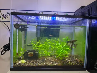 Acuario completo con plantas naturales