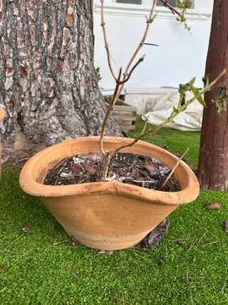 Conjunto de 4 macetas de terracota