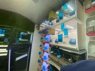 Aviario Excedente - Afición Ornitológica