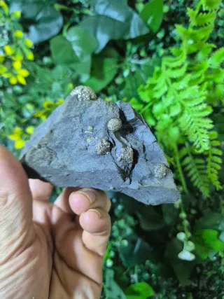 Pirita Framboidal Mineral Colección