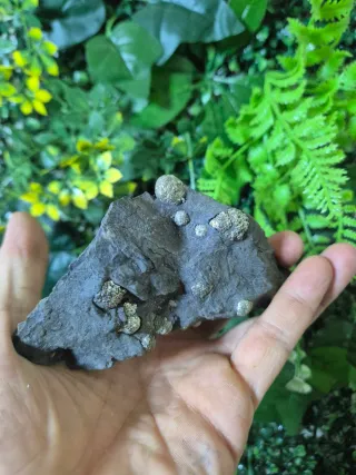 Pirita Framboidal Mineral Colección