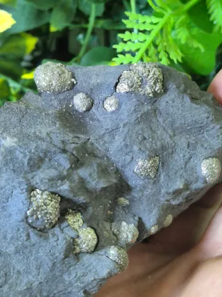 Pirita Framboidal Mineral Colección