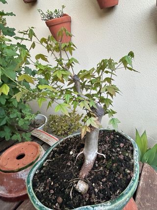 Arce Buergeriano Bonsái