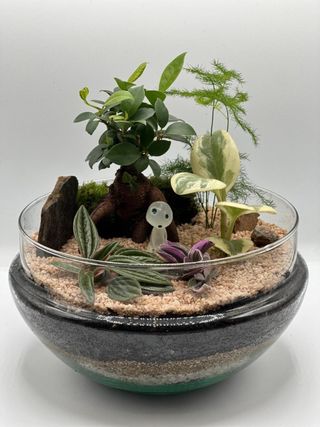 Jardín eterno, terrario con ficus ginssen y kodama