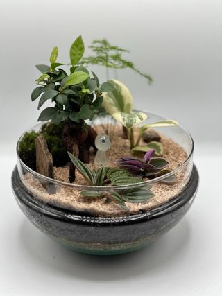 Jardín eterno, terrario con ficus ginssen y kodama