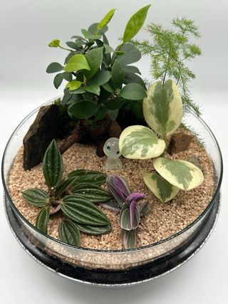 Jardín eterno, terrario con ficus ginssen y kodama