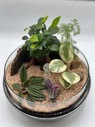 Jardín eterno, terrario con ficus ginssen y kodama