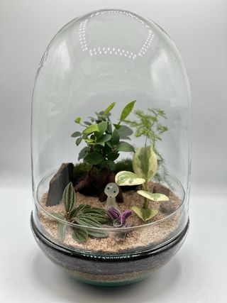 Jardín eterno, terrario con ficus ginssen y kodama