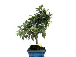 Bonsái Pyracantha 3535