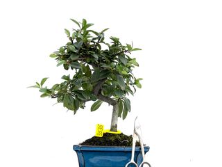 Bonsái Pyracantha 3535