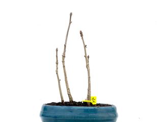 Bonsái Ginkgo Biloba 3549