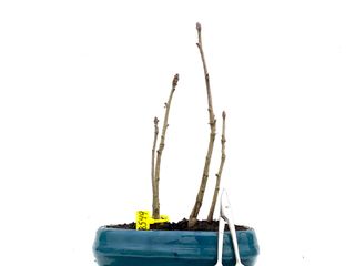 Bonsái Ginkgo Biloba 3549