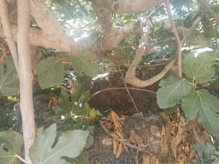 Terreno en venta en Nord en Sant Carles de la Ràpita