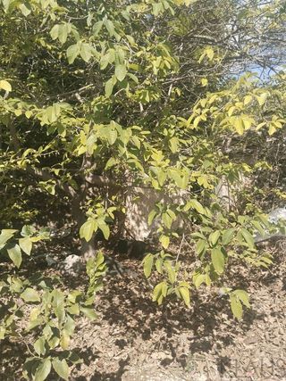 Terreno en venta en Nord en Sant Carles de la Ràpita