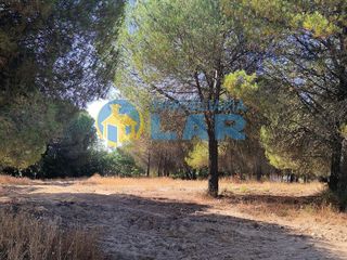 Terreno en venta en Bonares