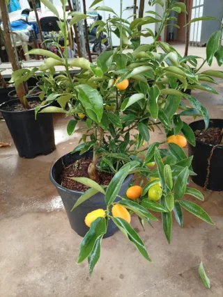 Kumquat Nagami con Fruta modelo terraza