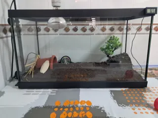 Terrario de cristal negro