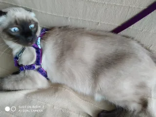 Arnés sencillo para mascotas