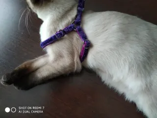 Arnés sencillo para mascotas