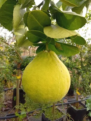 Pomelo Chino Gigante CON FRUTA