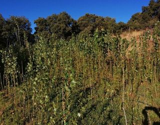 CHOPOS LOMBARDOS, Varas