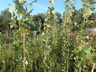 CHOPOS LOMBARDOS, Varas