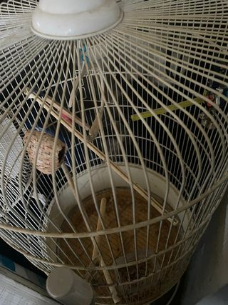Jaula grande para pájaros con pie y nido
