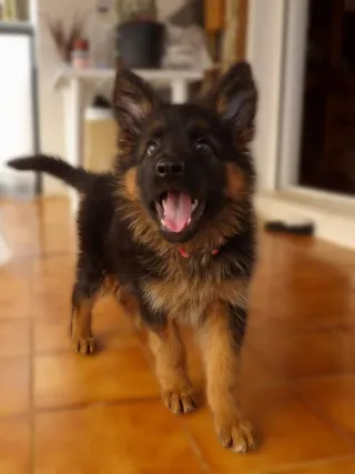 Kodak Pixpro AZ528 Cámara Digital