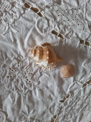 2 Caracolas Marinas Naturales Miniatura