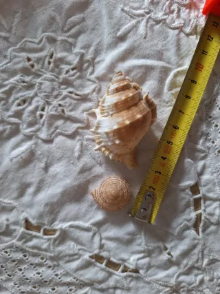 2 Caracolas Marinas Naturales Miniatura