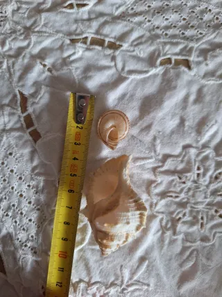 2 Caracolas Marinas Naturales Miniatura