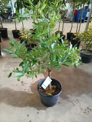 Limequat modelo terraza