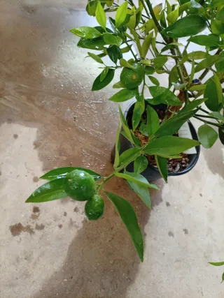 Limequat modelo terraza