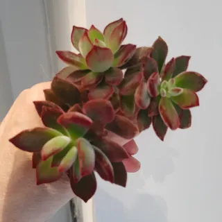Echeveria pulvinata Red passion. 1 talea 4€