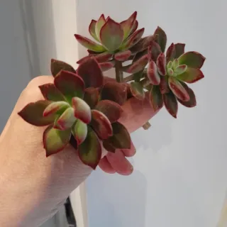 Echeveria pulvinata Red passion. 1 talea 4€