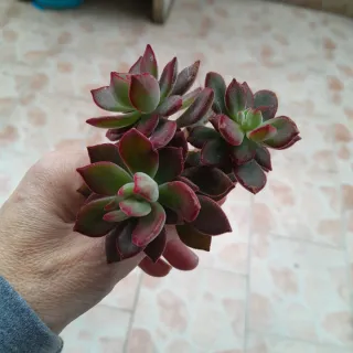 Echeveria pulvinata Red passion. 1 talea 4€