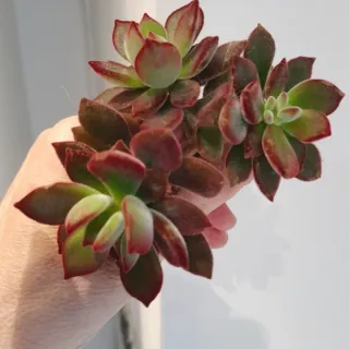 Echeveria pulvinata Red passion. 1 talea 4€