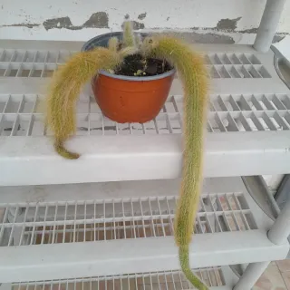 Pianta cactus peloso, chiamata coda di scimmia.