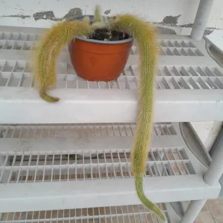 Pianta cactus peloso, chiamata coda di scimmia.