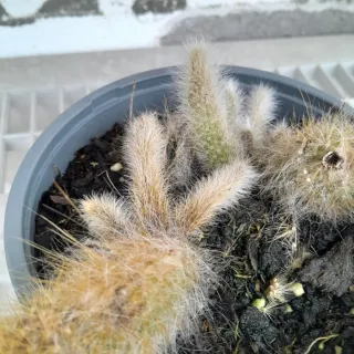 Pianta cactus peloso, chiamata coda di scimmia.