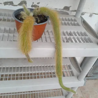 Pianta cactus peloso, chiamata coda di scimmia.